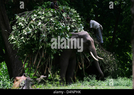 Un groupe de travail chargé de l'éléphant avec le fourrage au parc national de Rajaji près de Haridwar. Banque D'Images