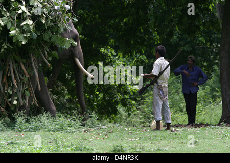 Un groupe de travail chargé de l'éléphant avec le fourrage au parc national de Rajaji près de Haridwar. Banque D'Images