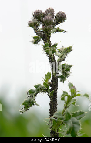 Beaucoup de poux des plantes et des fourmis sur une manette en geeen ambianc naturelles Banque D'Images