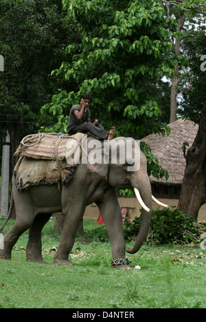 Un éléphant à Parc national de Rajaji près de Haridwar. Banque D'Images