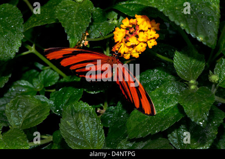 Un papillon orange bagués. Banque D'Images