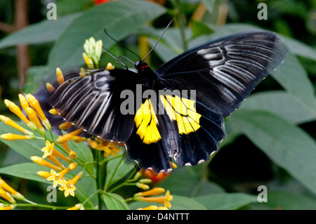 Un petit papillon troides. Banque D'Images