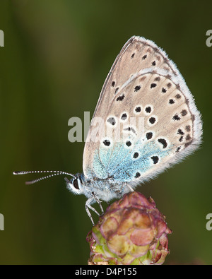 Grand Bleu (Maculinea arion) au repos sur le thym sauvage. Banque D'Images