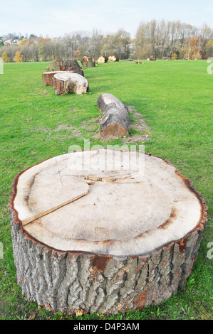 Arbre de coupe sciage établi à travers l'espace ouvert vert dans un parc. Banque D'Images