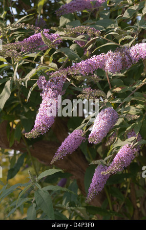 Buddleja davidii arbre aux papillons lilas d'été en été, la lumière du soleil par les arbres arbustes matures pommelé Banque D'Images