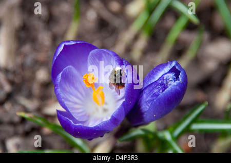 Bee assis sur une fleur de crocus mauve Banque D'Images