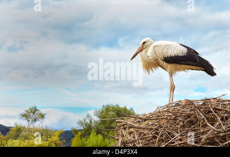 Au nid de cigognes. Stork et centre de protection de la loutre. Hunawihr. Haut-Rhin. L'Alsace. France Banque D'Images