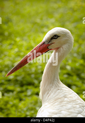 Gros plan Cigogne. Stork et centre de protection de la loutre. Hunawihr. Haut-Rhin. L'Alsace. France Banque D'Images