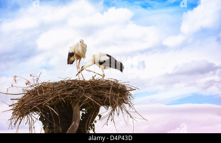 Deux cigognes dans leur nid. Stork et centre de protection de la loutre. Hunawihr. Haut-Rhin. L'Alsace. France Banque D'Images