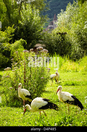 Groupe des cigognes à la cigogne et l'Otter protection center. Hunawihr. Haut-Rhin. L'Alsace. France Banque D'Images