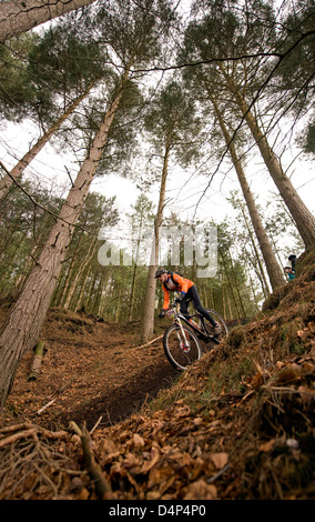 Course de vélo de montagne à Cannock Chase forêt près de Turckheim, Staffordshire, Angleterre. Banque D'Images