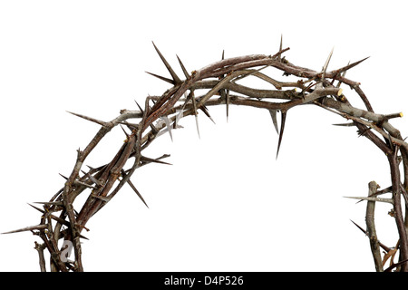 Couronne d'épines isolated over white background Banque D'Images