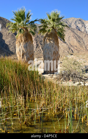 Vues le long de la Borrego Palm Canyon Trail, y compris le ventilateur majestueux palmiers (Washingtonia filifera) dans la région de Anza Borrego park. Banque D'Images