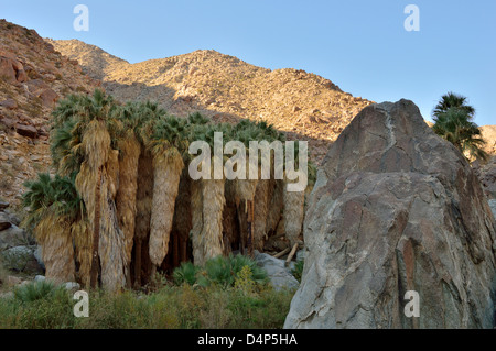 Vues le long de la Borrego Palm Canyon Trail, y compris le ventilateur majestueux palmiers (Washingtonia filifera) dans la région de Anza Borrego park. Banque D'Images