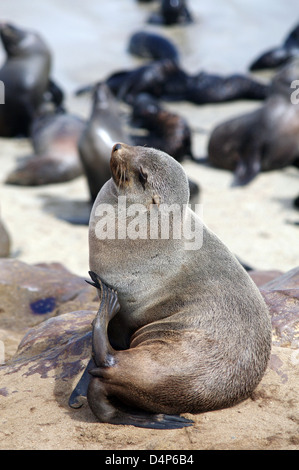 Seal au soleil : Cape Cross Seal Reserve Banque D'Images