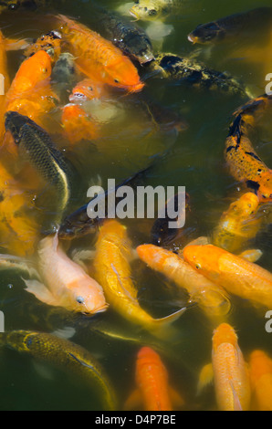 La carpe koï (Cyprinus carpio) à Parque de la Amistad à Lima, Pérou. Banque D'Images