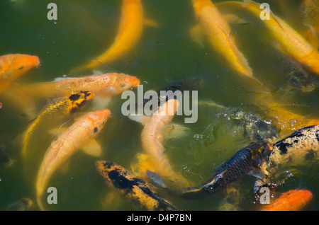 La carpe koï (Cyprinus carpio) à Parque de la Amistad à Lima, Pérou. Banque D'Images