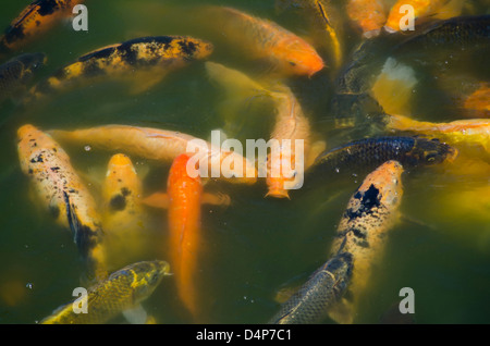 La carpe koï (Cyprinus carpio) à Parque de la Amistad à Lima, Pérou. Banque D'Images