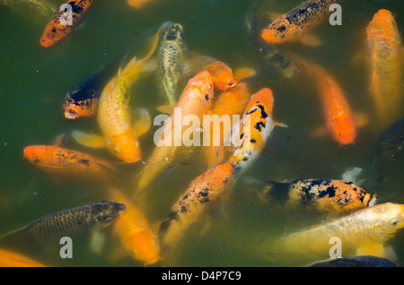 La carpe koï (Cyprinus carpio) à Parque de la Amistad à Lima, Pérou. Banque D'Images