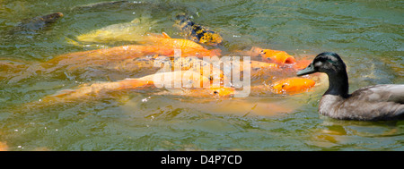 La carpe koï (Cyprinus carpio) et canards au Parque de la Amistad à Lima, Pérou. Banque D'Images