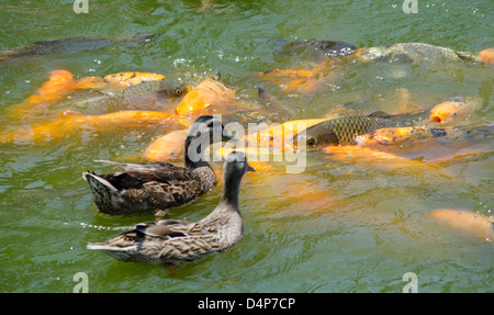 La carpe koï (Cyprinus carpio) et canards au Parque de la Amistad à Lima, Pérou. Banque D'Images