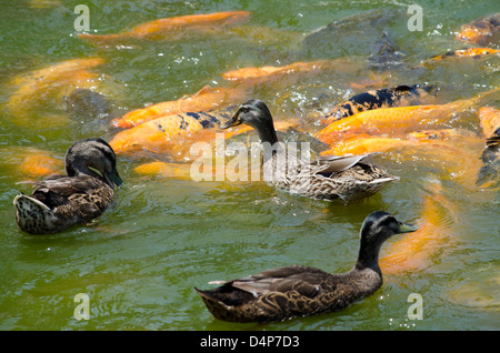 La carpe koï (Cyprinus carpio) et canards au Parque de la Amistad à Lima, Pérou. Banque D'Images