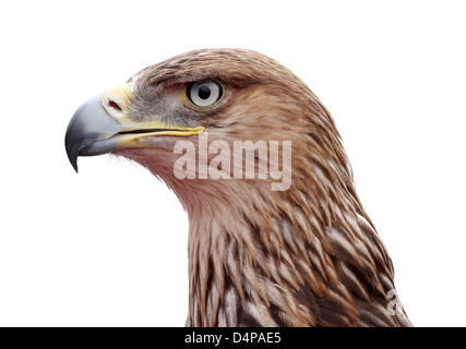 Close up of golden eagle head over white Banque D'Images