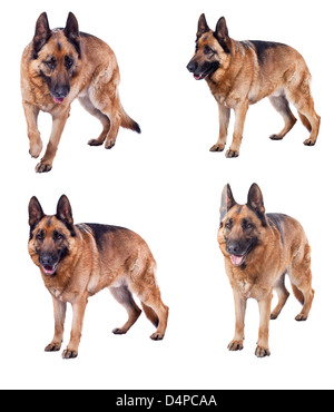 Portrait of German sheperd sur fond blanc Banque D'Images