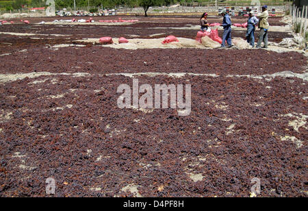 Des millions de raisins allonger au soleil pour sécher près de La Serena, Chili, 19 février 2009. Les raisins sont traitées pour les raisins secs. Photo : Rolf Haid Banque D'Images