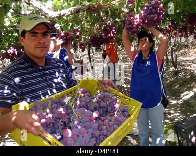 Les travailleurs produisent des raisins à une plantation dans le Valle de Elqui près de La Serena, Chili, 19 février 2009. Les raisins sont traitées pour les raisins secs. Photo : Rolf Haid Banque D'Images