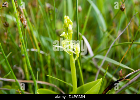 Close up of flower fen orchid Liparis loeselii var ovata orchidée très rare de la réserve naturelle nationale de kenfig porthcawl Galles du sud Banque D'Images