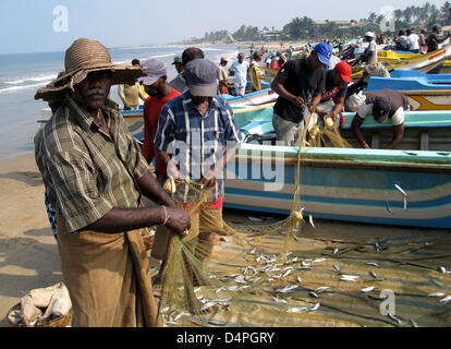 (Afp) un fichier photo datée du 12 février 2008 affiche les pêcheurs arrivant et tri du poisson sur le net à une plage près de Negombo, Sri Lanka. Photo : Rolf Haid Banque D'Images