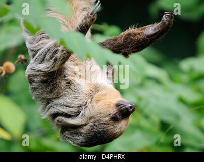 (Afp) un fichier photo datée de septembre 2008 voit Linne ?s deux-toed sloth (lat. : Chloepus didactylus) tête en bas quelque part en Allemagne. Photo : Ronald Wittek Banque D'Images