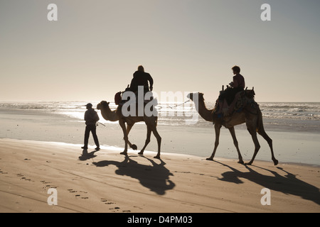 Les touristes monter sur des chameaux sur la plage d'Essaouira, Maroc Banque D'Images