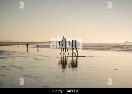 Chameaux sur la plage d'Essaouira, Maroc Banque D'Images