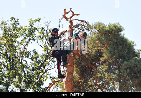 Un dirigeant d'une équipe SWAT de la police de Francfort récupère un manifestant du haut d'un arbre à l'emplacement de l'édifice de la nouvelle piste à l'aéroport de Francfort-sur-Main, Allemagne, 31 août 2009. Trois militants de l'écologie ?groupe Robin des bois ? Sur les obstacles, avait grimpé sur le chantier le matin et était monté sur plusieurs arbres. Par cela, ils voulaient protester contre Banque D'Images