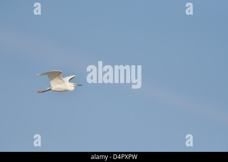 Aigrette garzette (Egretta garzetta garzetta Ardea -) en vol Parc Naturel Régional de Camargue - France Banque D'Images