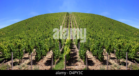 Paysage avec des rangées de vingt dans une vue sur le vignoble Banque D'Images