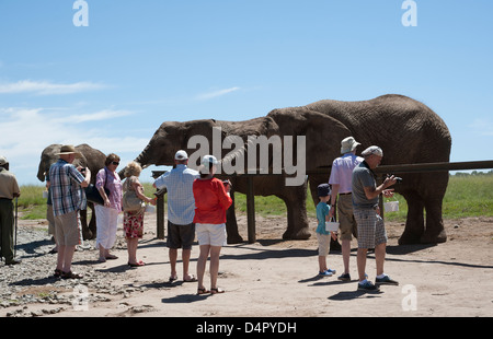 Les éléphants africains et touristes en visite Western Cape Afrique du Sud à un parc d'éléphants Banque D'Images