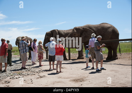 Les éléphants africains et touristes en visite Western Cape Afrique du Sud à un parc d'éléphants Banque D'Images