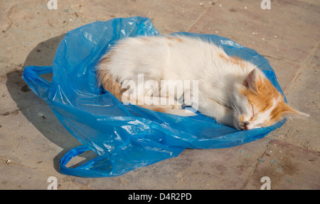 Stray Cat endormi sur un sac en plastique bleu Banque D'Images