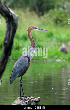 Le Héron goliath Heron Ardea goliath géant ou la tête en bas, debout sur une souche d'arbre morte dans le lac Banque D'Images