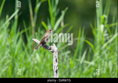 Thick-billed femelle,weaver Amblyospiza albifrons perché sur une branche morte de l'herbe longue avec en toile de fond Banque D'Images