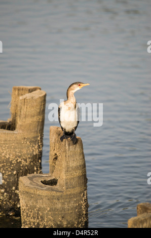 Cormoran Africain (Phalacrocorax africanus) Afrique de l'ouest Gambie Kotu beach Banque D'Images