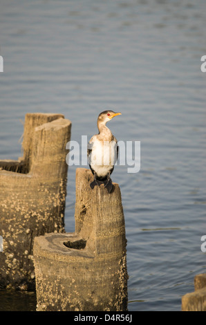 Cormoran Africain (Phalacrocorax africanus) Afrique de l'ouest Gambie Kotu beach Banque D'Images