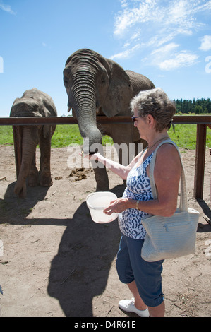 Femme l'alimentation à la main un éléphant d'Afrique Afrique du Sud Banque D'Images