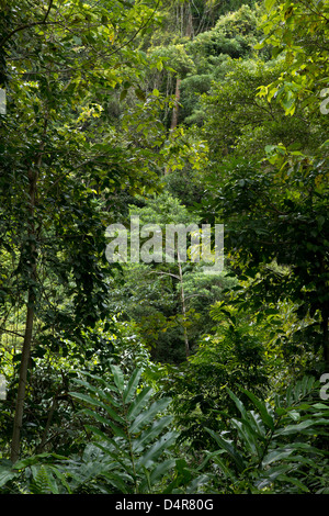 Cascades de la vallée de cristal, Redlynch, Cairns, Queensland du Nord, Australie Banque D'Images