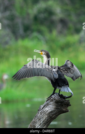 À poitrine blanche Cormoran Phalacrocorax lucidus debout sur une souche d'arbre morte dans le lac ailes étirés de sécher Banque D'Images