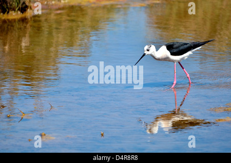 Black-winged Stilt gros plan (Himantopus himantopus) dans les marais du golfe du Morbihan en France Banque D'Images