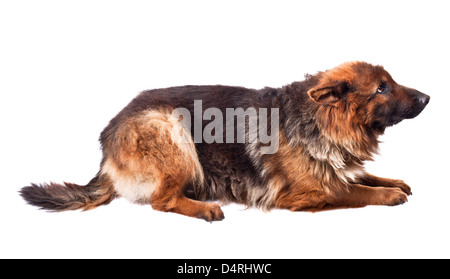 Portrait of German sheperd sur fond blanc Banque D'Images